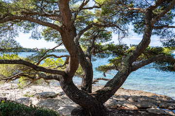 Pinus pinaster. The twisted trunk of a pine (maritime pine) on the rocky beach of the Croatian coast. Blue Mediterranean and blue sky