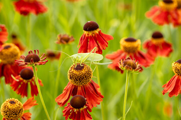 Large green grasshopper on red helenium flowers in the garden