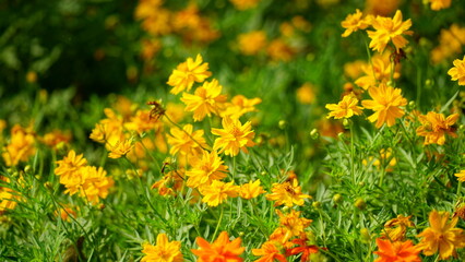 Close-up of Cosmos bipinnatus flower blooming in the garden