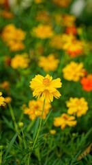 Close-up of Cosmos bipinnatus flower blooming in the garden