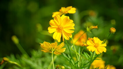 Obraz premium Close-up of Cosmos bipinnatus flower blooming in the garden