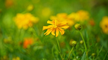 Close-up of Cosmos bipinnatus flower blooming in the garden