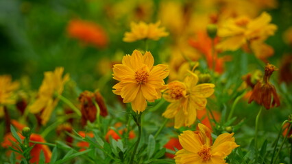 Close-up of Cosmos bipinnatus flower blooming in the garden