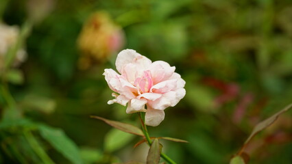 Obraz premium Close-up of roses blooming in the garden
