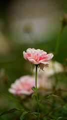Fototapeta premium Close-up of roses blooming in the garden