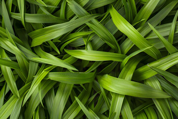 Lush green grass texture with fresh blades offering a natural and vibrant close-up view..