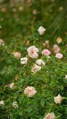 Obraz premium Close-up of roses blooming in the garden