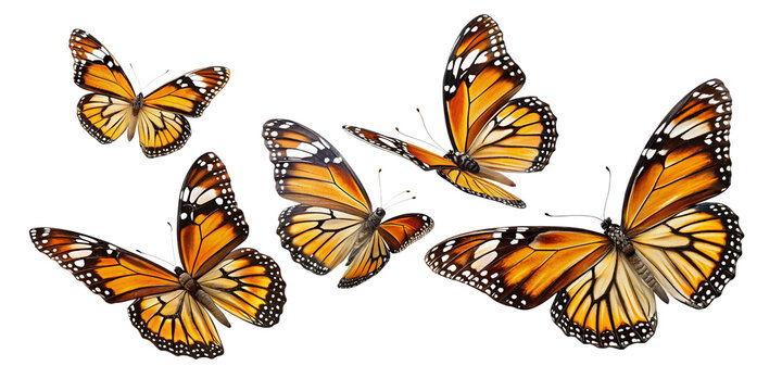 Fototapeta Flying plain tiger butterflies PNG