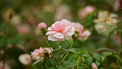 Close-up of roses blooming in the garden