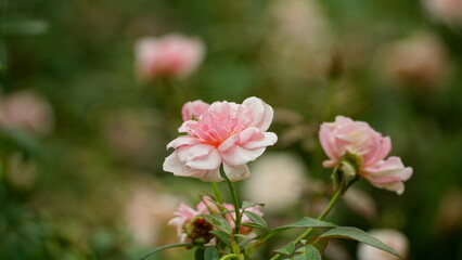 Fototapeta premium Close-up of roses blooming in the garden