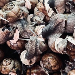 snails cluster on farm close up authentic lifestyle