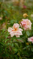 Close-up of roses blooming in the garden