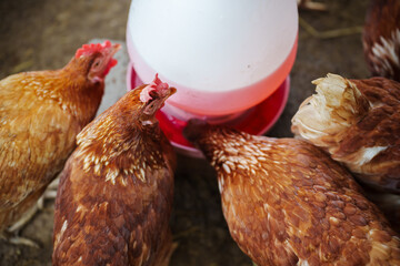 brown chicken drinking water from a feeder bucket in rural farm