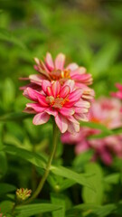 Fototapeta premium Close-up of chrysanthemums blooming in the garden