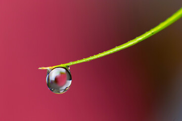 Macro photography of water droplet running down garden leaf, with red colored background