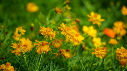 Close-up of Cosmos bipinnatus flower blooming in the garden