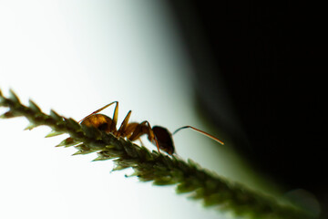 Small ant on garden leaf with light background