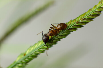 Small ant on garden leaf, in its details with light background