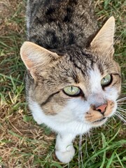 wild village hungry striped cat with green eyes on grass background asks for food authentic lifestyle