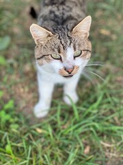 wild village hungry striped cat with green eyes on grass background asks for food authentic lifestyle