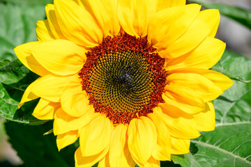 Obraz premium Yellow sunflower flower, bright daylight, happy sunny floral emblem, oil crop harvest agriculture
