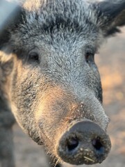 Fototapeta premium gray wild boar close-up muzzle and sad eyes domestic hairy pig breed Mangalskaya authentic lifestyle