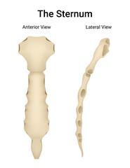 The Sternum an Overview of Medical Science