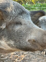 Fototapeta premium gray wild boar close-up muzzle and sad eyes domestic hairy pig breed Mangalskaya authentic lifestyle