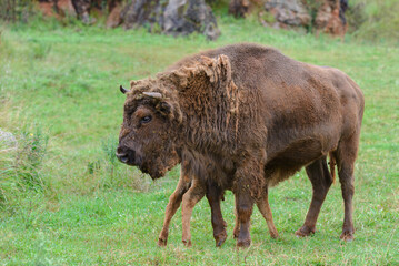 buffalo on green grass, animals in natural environment