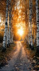 The road is lined with birch trees, the sunset's glow illuminates the autumn leaves on the ground