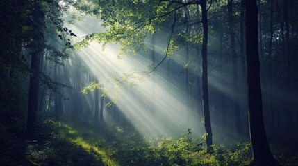 Obraz premium A misty forest with sunlight streaming through the trees, creating a mystical and hopeful atmosphere