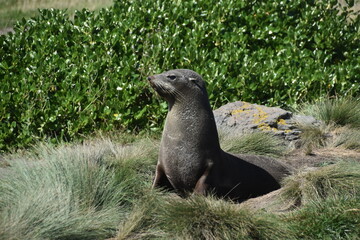 Cute sea lions at Cape Palliser on the North Island of New Zealand