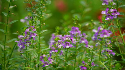 Close-up of blooming Angelonia goyazensis flower