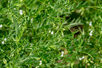 Close-up of lentil plant with white flowers. Lentil field. Detail of flowers and tendrils on a green background