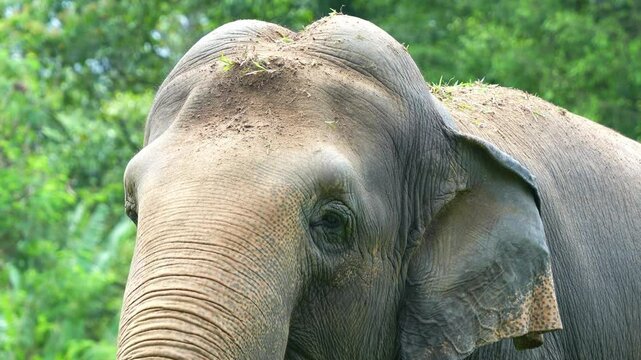 Close up shot capturing the details of a stumpy Asian elephant, elephas maximus.