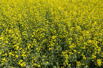 Obraz premium rapeseed field in spring, rapeseed flowers