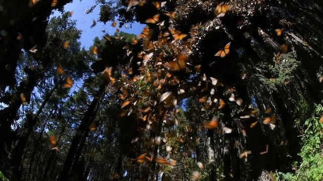 Monarch Butterflies in a Forest Sanctuary