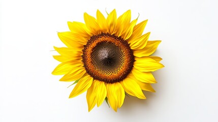 Naklejka premium Single Sunflower Flower Isolated on White Background