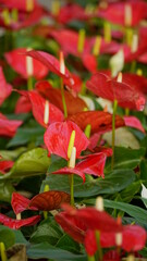 Close-up of Anthurium andraeanum flower blooming