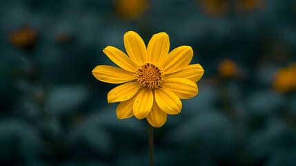 Obraz premium yellow flower in the garden