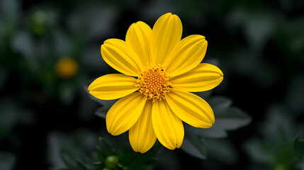 Fototapeta premium Yellow Flower 