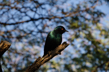 Glossy starling with red eyes on tree branch in Botswana