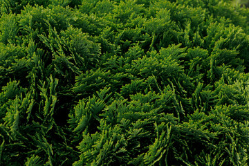 green thuja background