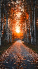 The road is lined with birch trees, the sunset's glow illuminates the autumn leaves on the ground