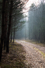 Obraz premium Path in the forest - autumn time