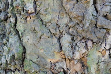 background photo of a close-up of the bark of an old cracked tree