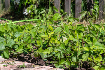 
Beans in the garden - at home
