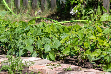 
Beans in the garden - at home