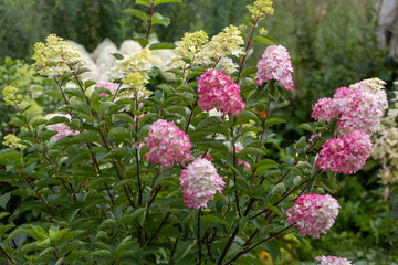 A close-up of a sprout of sunflower sprouts lit by the afternoon sun on fertile black soil. Concept agro culture.