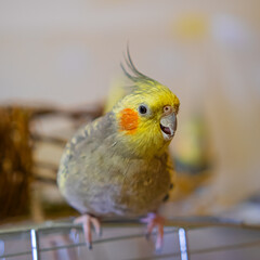 Cockatiel parrots.Funny parrots.Cockatiel pets.Bird with a crest.Cute animal.Funny bird.Cockatiel.Parrots are playing.
Caring for pets.Birds.Animals.Cute cockatiel.Home pet parrot.The best birds.
